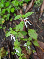Impatiens serrata
