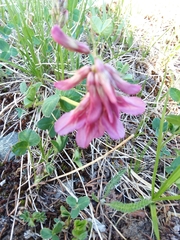 Trifolium brandegeei