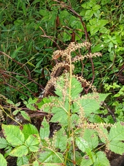 Astilbe longicarpa