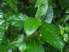 Gymnanthemum amygdalinum