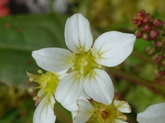 Saxifraga hypnoides