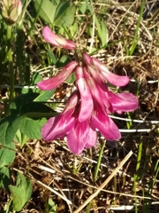 Trifolium brandegeei