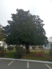 Magnolia grandiflora