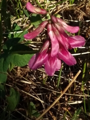 Trifolium brandegeei