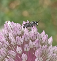 Hylaeus communis