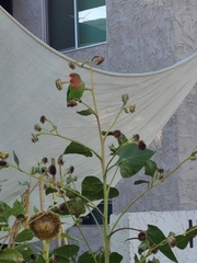 Agapornis roseicollis