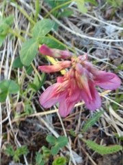 Trifolium brandegeei