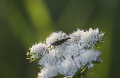 Oedemera flavipes