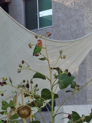 Agapornis roseicollis