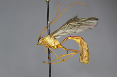 Enicospilus cushmani