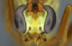 Enicospilus cushmani