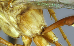 Enicospilus cushmani