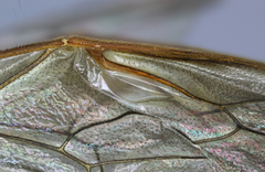 Enicospilus cushmani