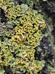 Xanthomendoza fallax