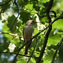 Phylloscopus bonelli