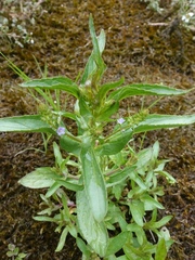 Veronica catenata