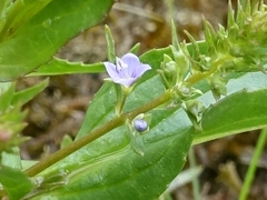 Veronica catenata