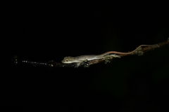Anolis antonii