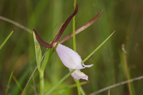 Cleistesiopsis