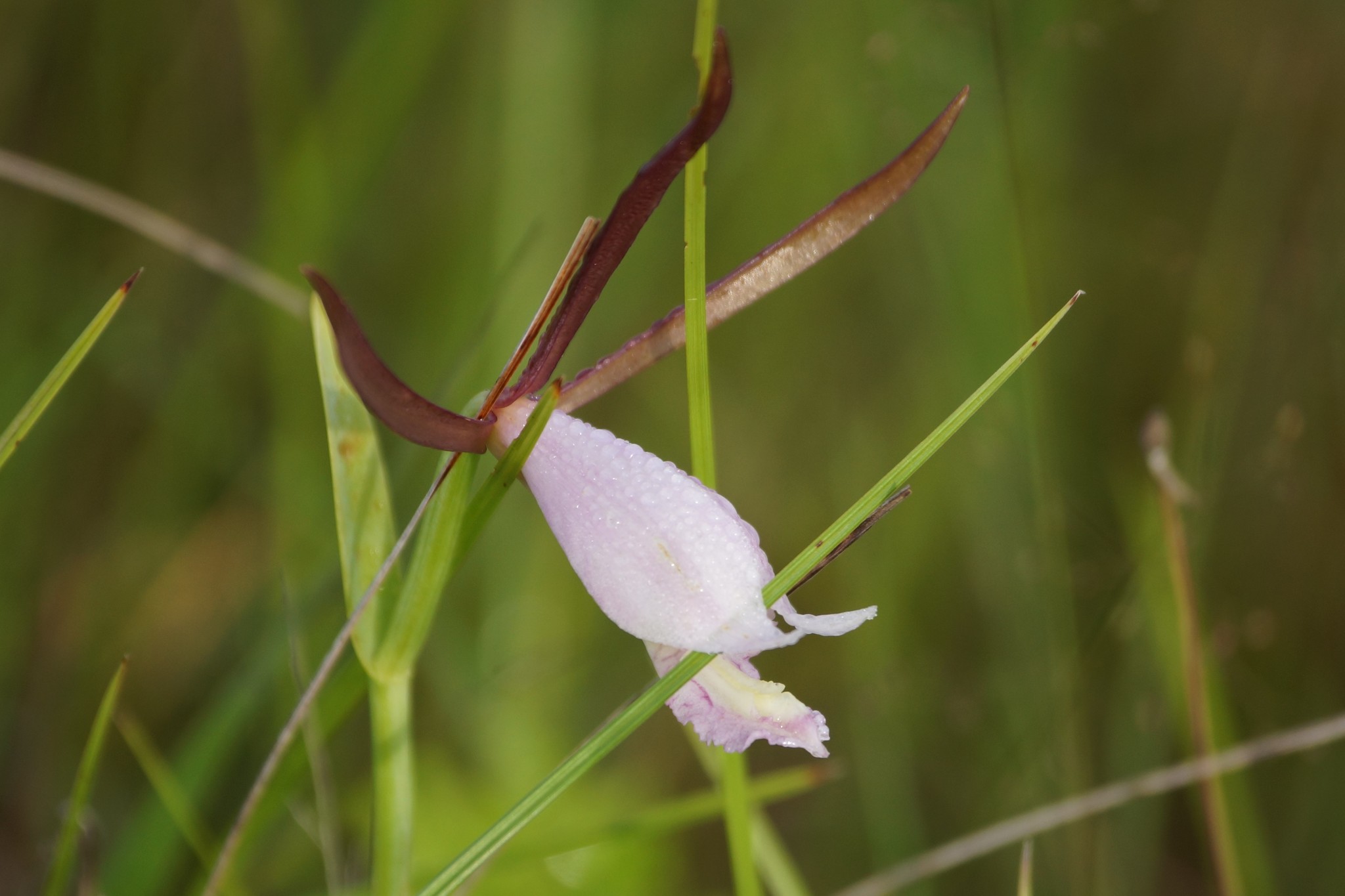 Cleistesiopsis