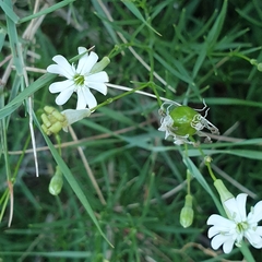 Silene saxifraga