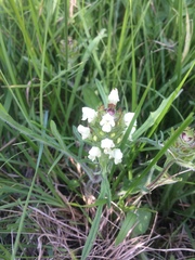 Prunella laciniata