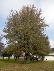 Quercus robur