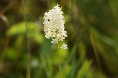 Melanthieae