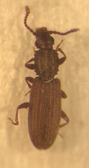 Oryzaephilus mercator