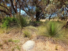 Xanthorrhoea preissii