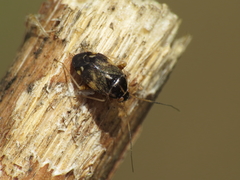 Cyphodema instabilis