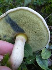 Boletus pallidus image