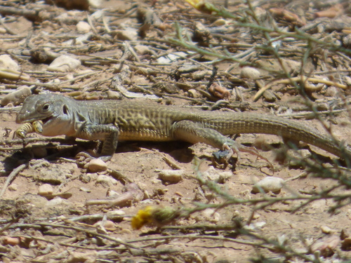 Marbled Whiptail