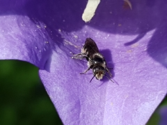 Chelostoma rapunculi