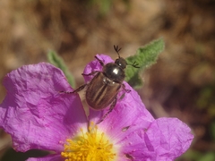 Blitopertha lineolata