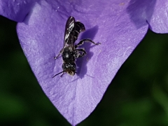 Chelostoma rapunculi