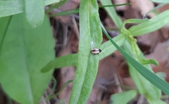 Phyllotreta armoraciae