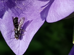Chelostoma rapunculi