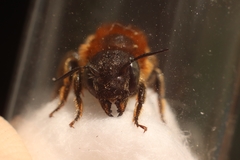 Osmia aurulenta