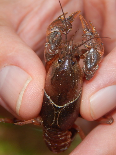 Procambarus image
