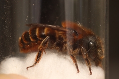 Osmia aurulenta