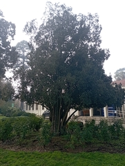 Peumus boldus