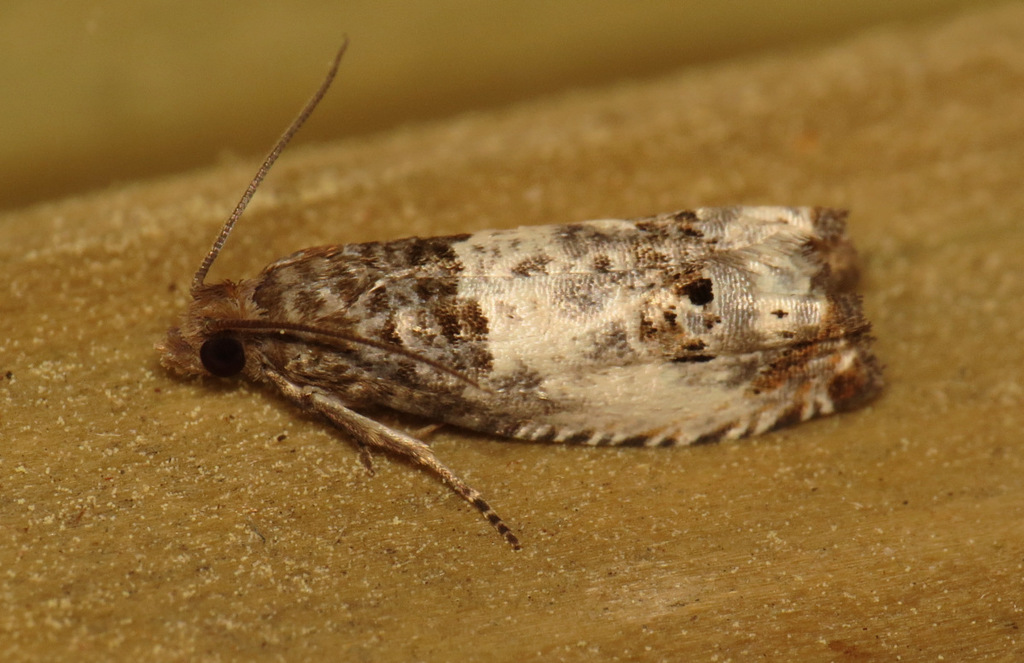 Doubleday's Notocelia Moth