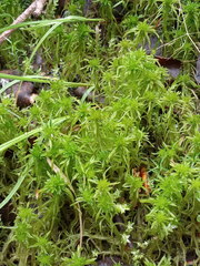Sphagnum riparium