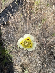 Calochortus superbus