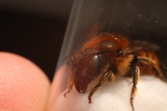Osmia aurulenta