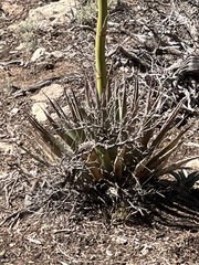 Agave utahensis