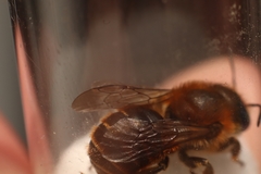 Osmia aurulenta