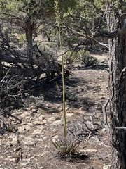 Agave utahensis
