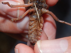 Procambarus talpoides image